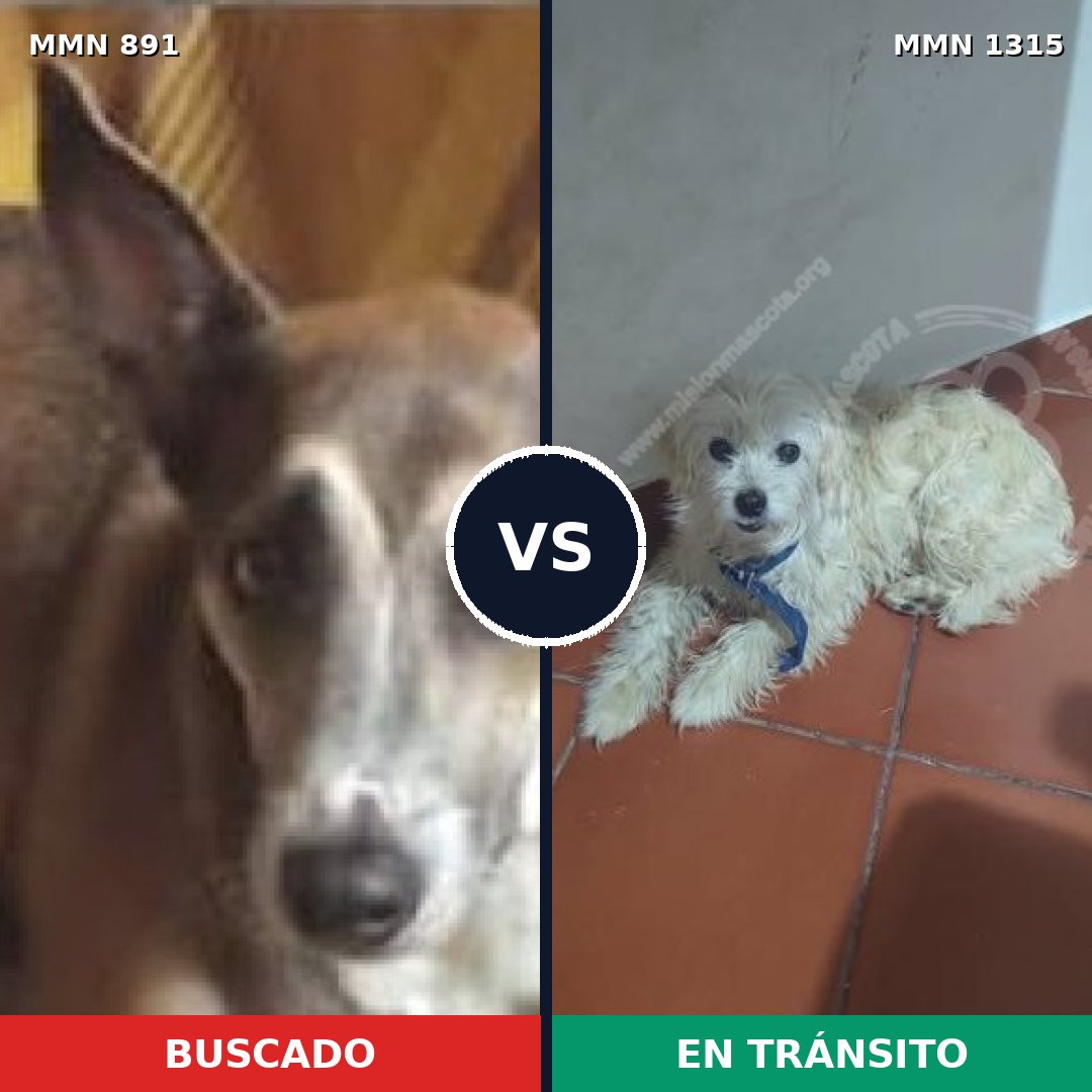 Comparativa MMS 22255: mascota perdida y mascota encontrada, 45% de similitud