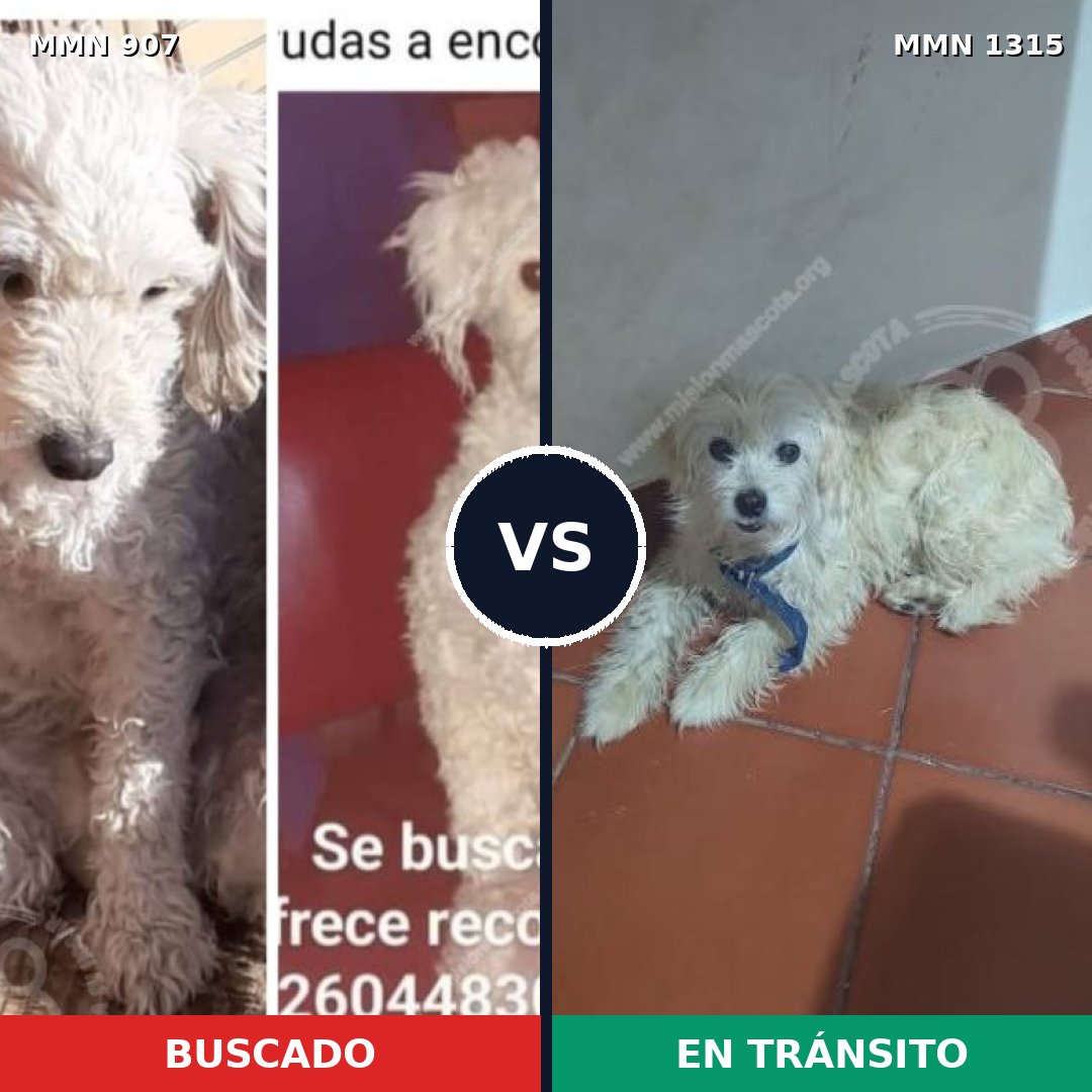 Comparativa MMS 22256: mascota perdida y mascota encontrada, 51% de similitud