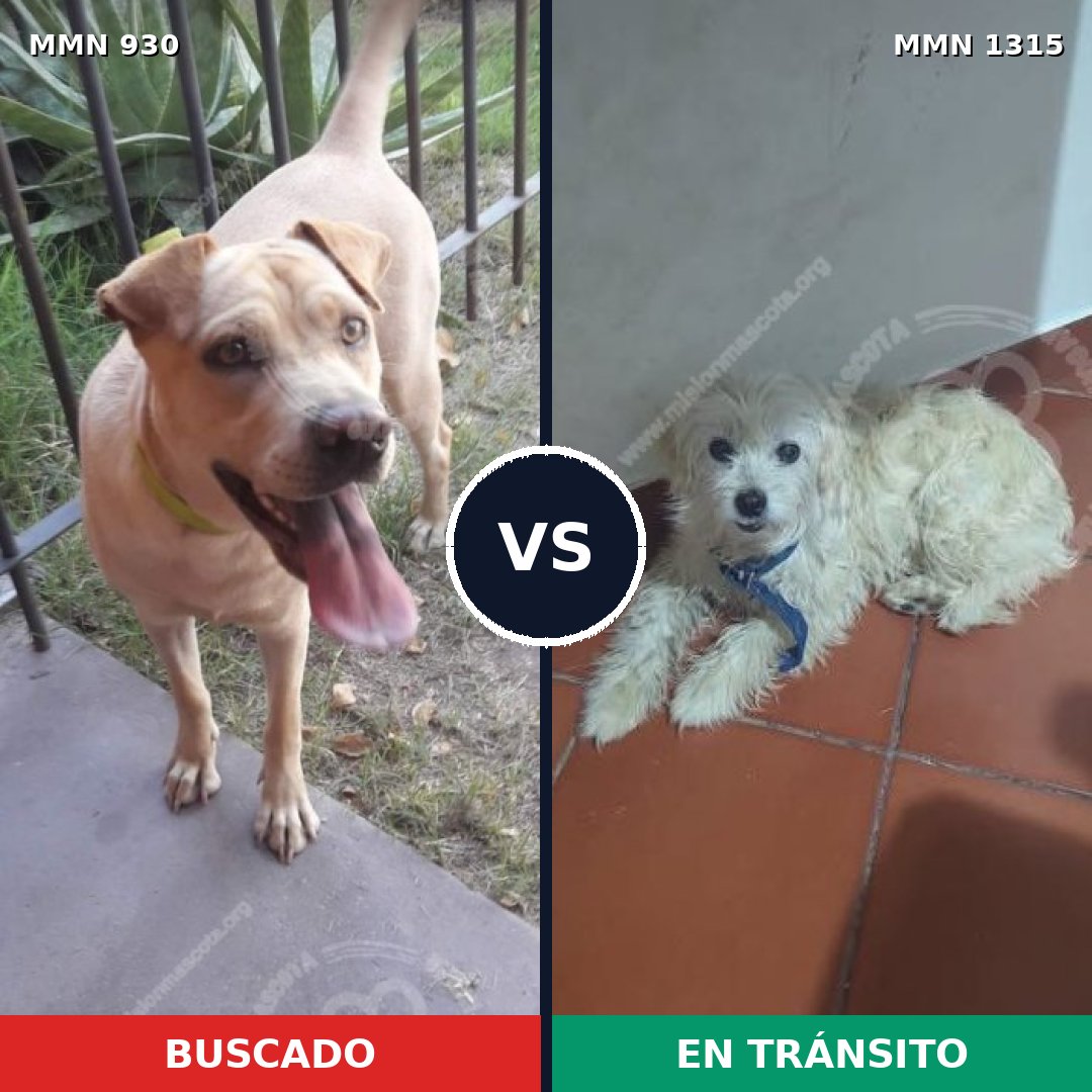 Comparativa MMS 22257: mascota perdida y mascota encontrada, 24% de similitud