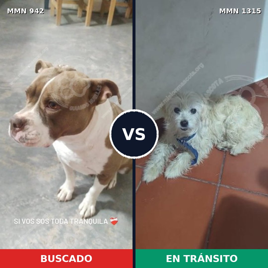 Comparativa MMS 22258: mascota perdida y mascota encontrada, 41% de similitud