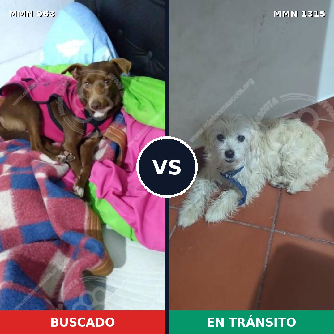 Comparativa MMS 22259: mascota perdida y mascota encontrada, 56% de similitud
