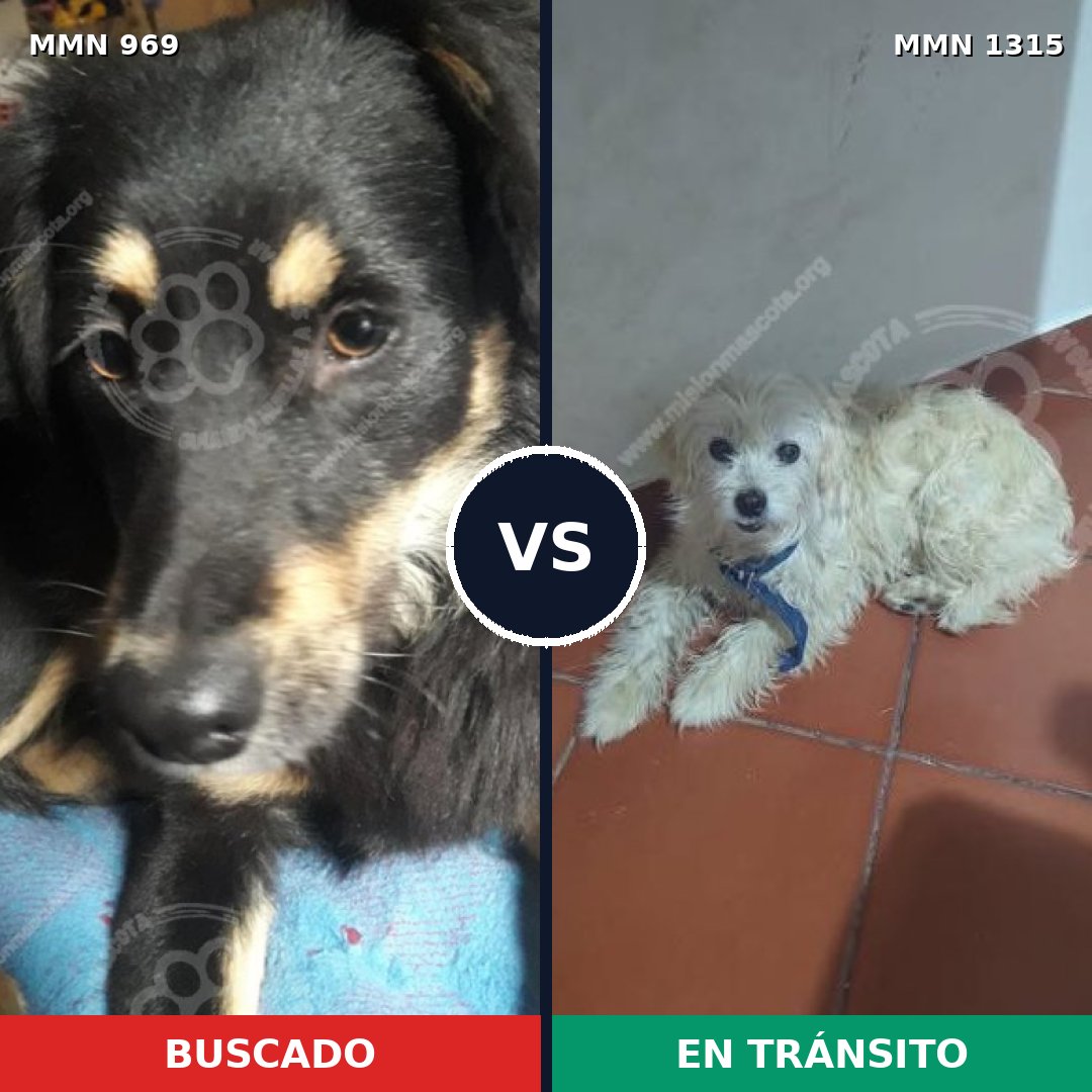 Comparativa MMS 22260: mascota perdida y mascota encontrada, 56% de similitud
