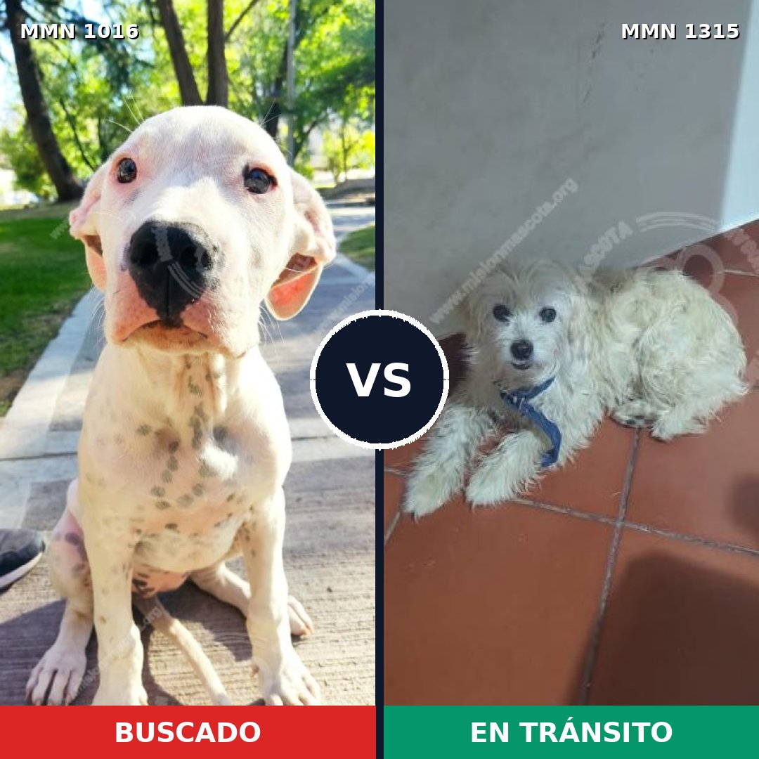 Comparativa MMS 22261: mascota perdida y mascota encontrada, 37% de similitud