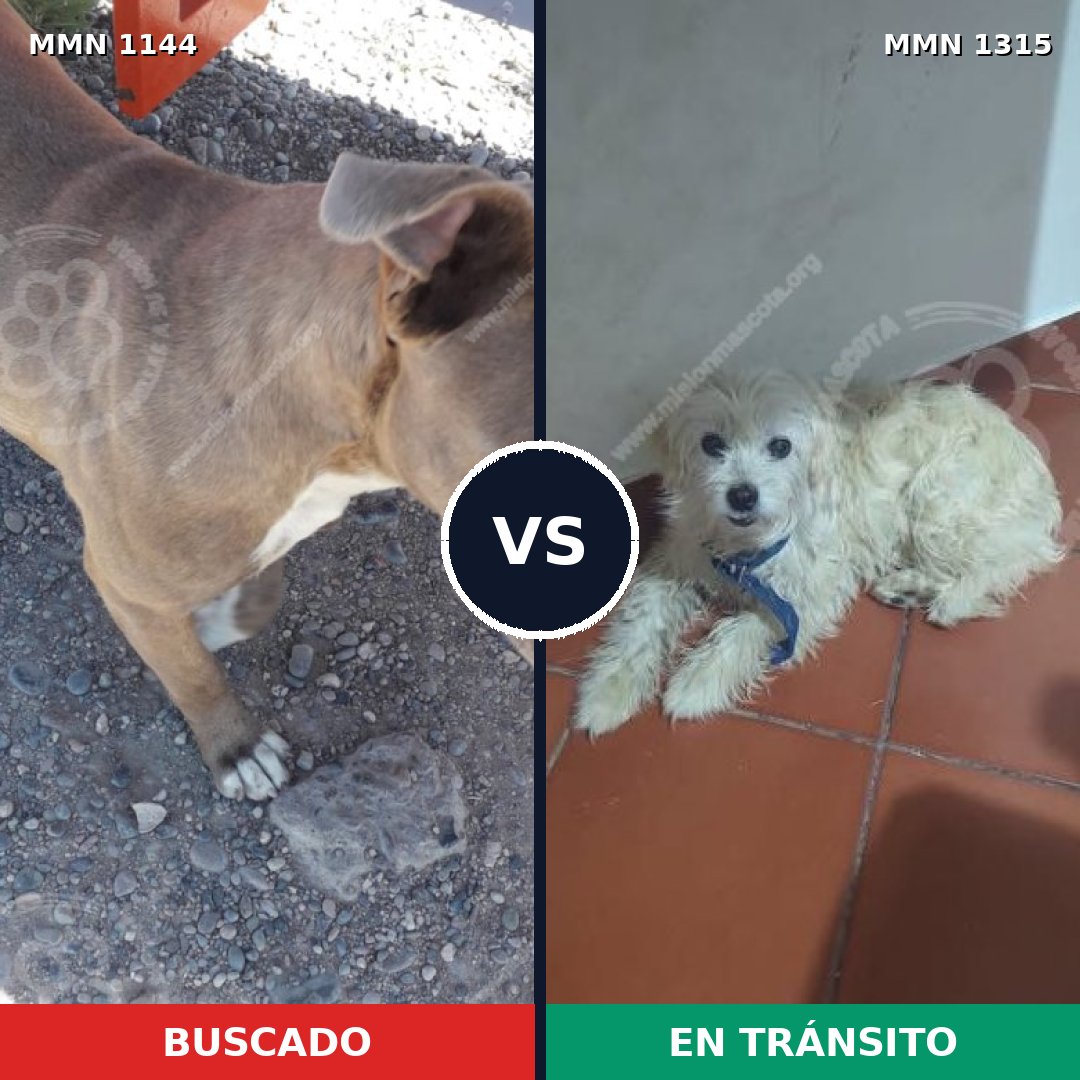 Comparativa MMS 22262: mascota perdida y mascota encontrada, 36% de similitud
