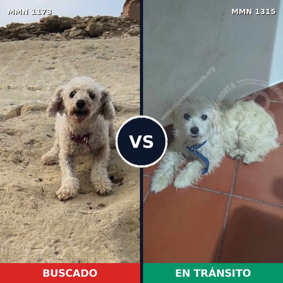 Comparativa MMS 22263: mascota perdida y mascota encontrada, 64% de similitud