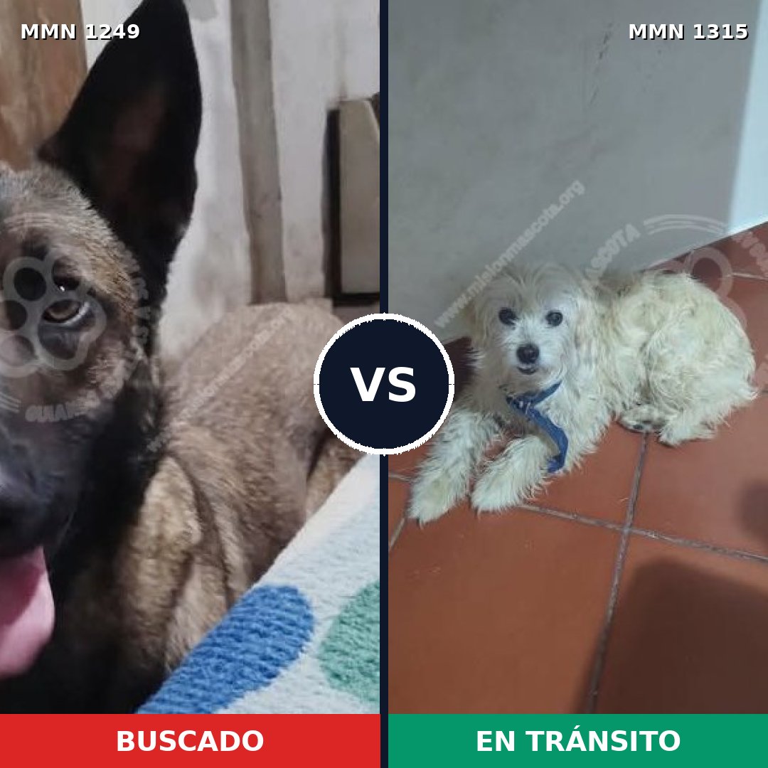 Comparativa MMS 22265: mascota perdida y mascota encontrada, 25% de similitud