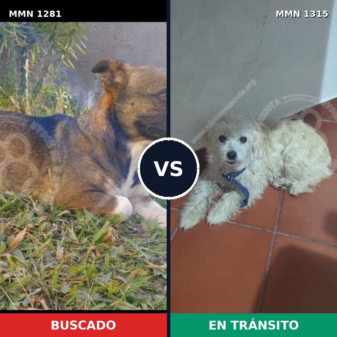 Comparativa MMS 22266: mascota perdida y mascota encontrada, 73% de similitud