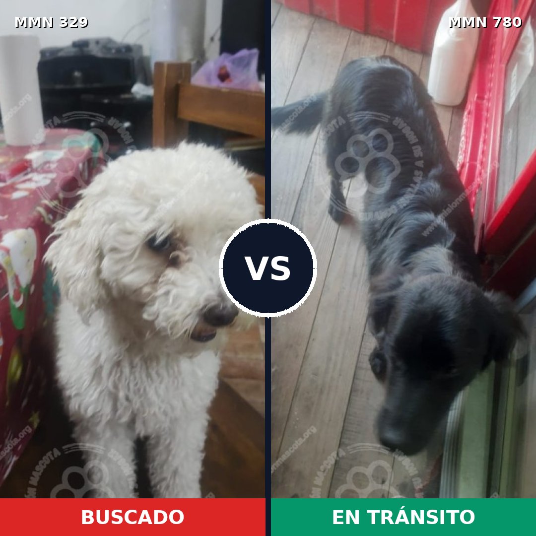 Comparativa MMS 22267: mascota perdida y mascota encontrada, 24% de similitud