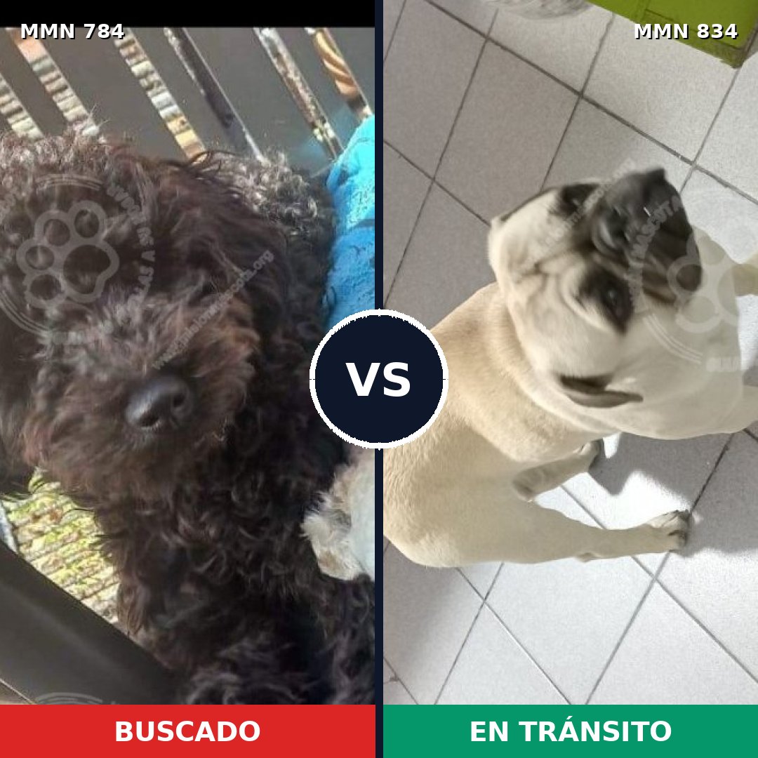 Comparativa MMS 22268: mascota perdida y mascota encontrada, 48% de similitud