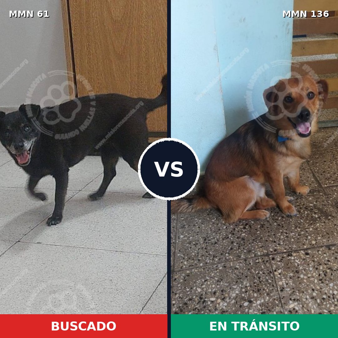 Comparativa MMS 2229: mascota perdida y mascota encontrada, 73% de similitud