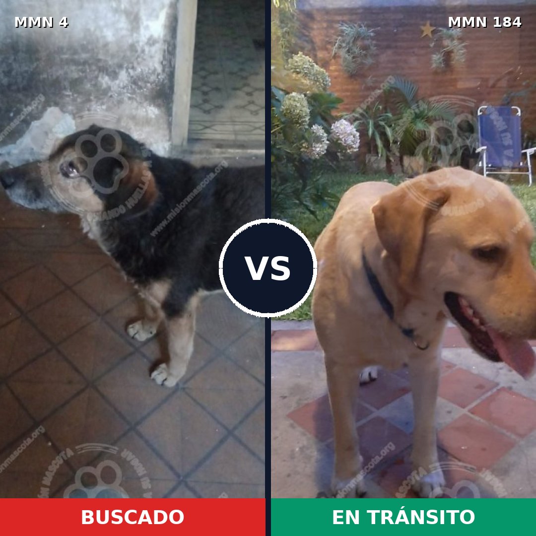 Comparativa MMS 223: mascota perdida y mascota encontrada, 66% de similitud