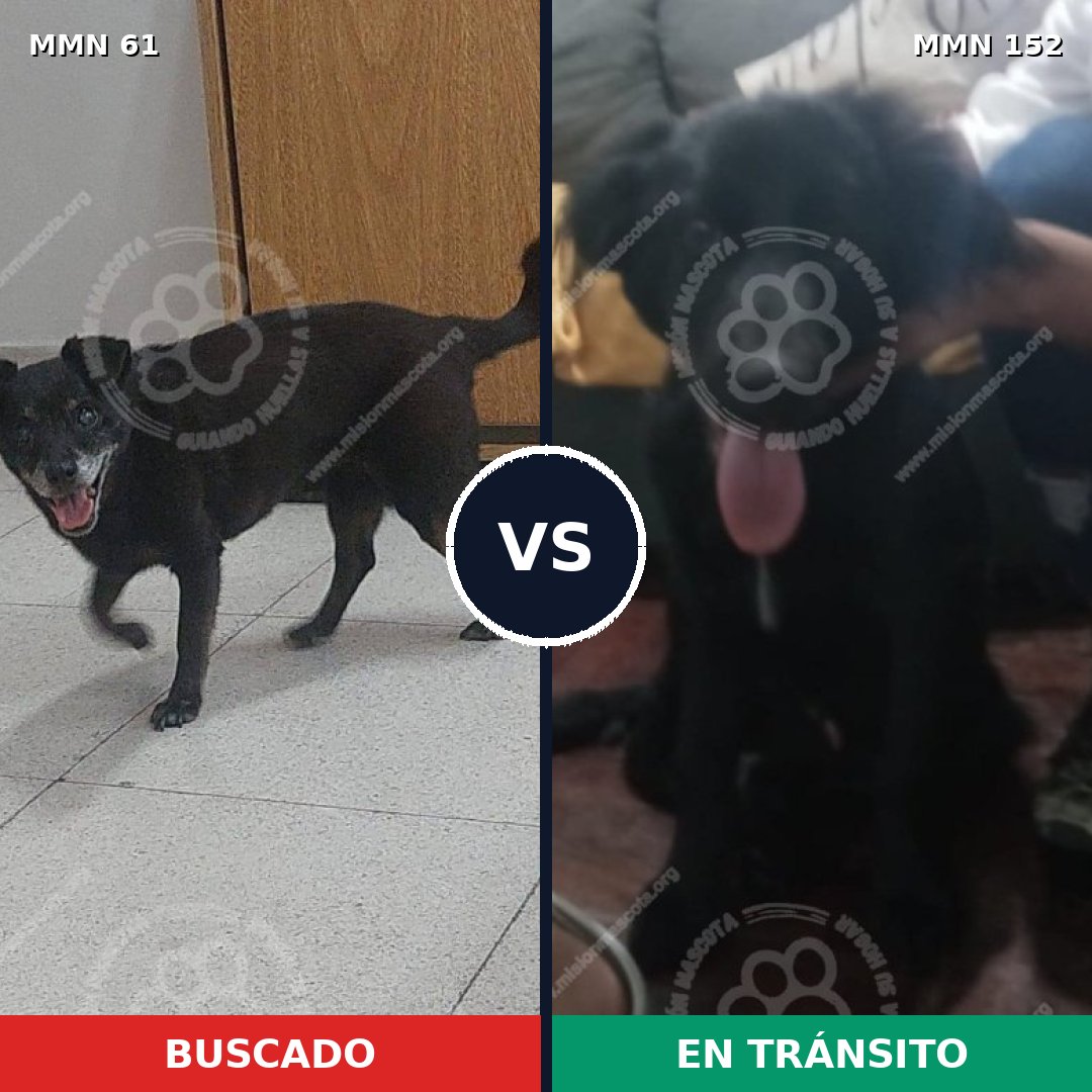 Comparativa MMS 2231: mascota perdida y mascota encontrada, 98% de similitud