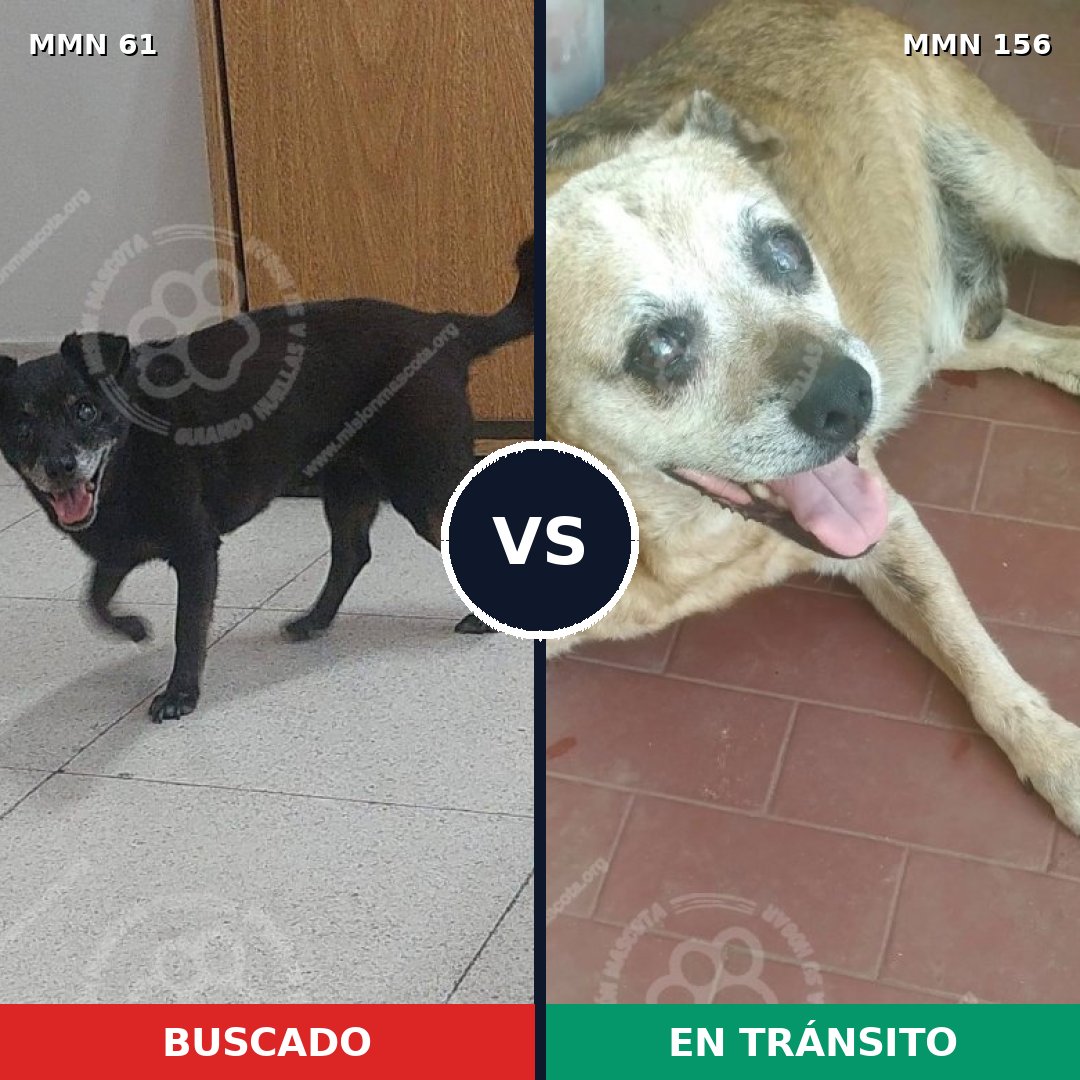 Comparativa MMS 2232: mascota perdida y mascota encontrada, 79% de similitud