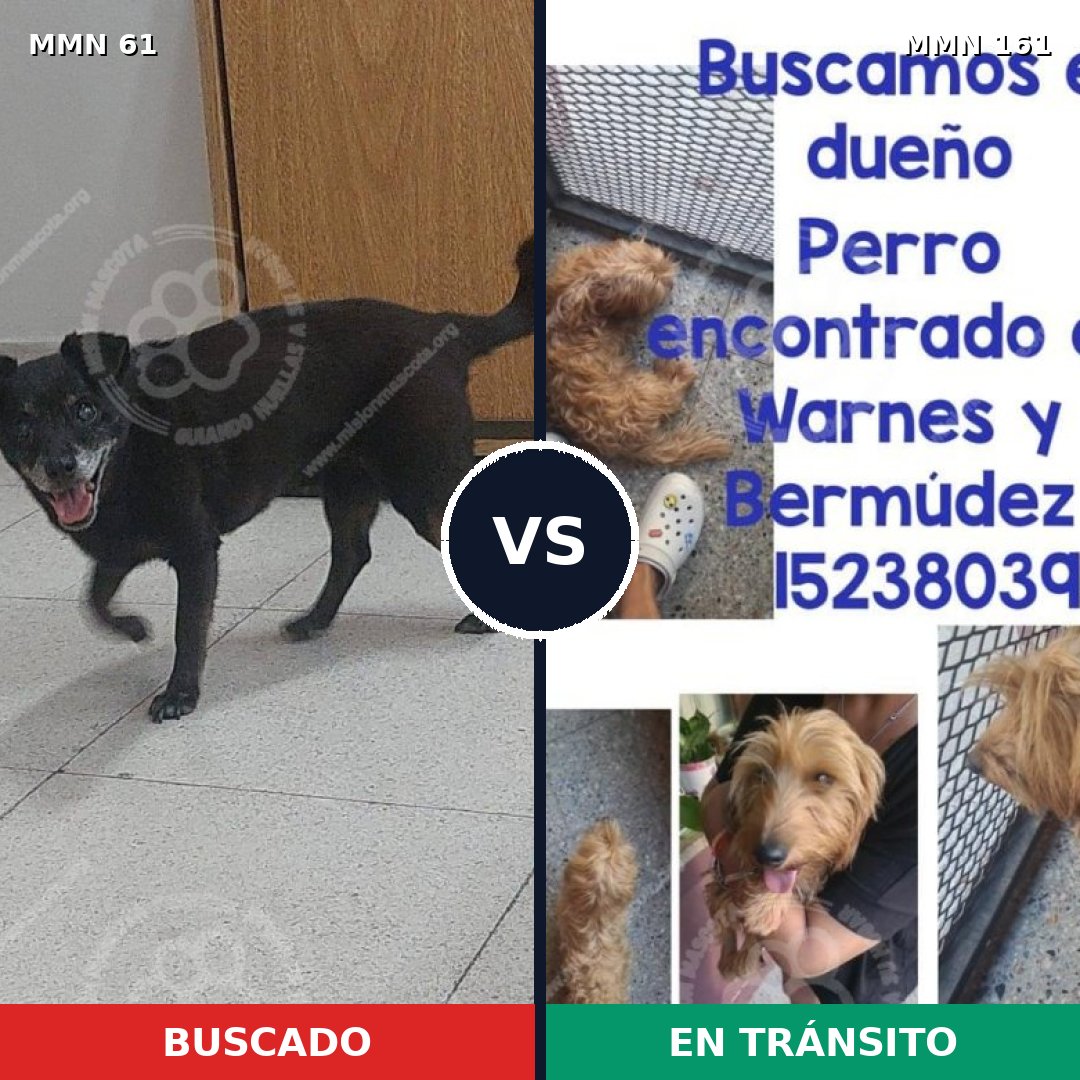 Comparativa MMS 2233: mascota perdida y mascota encontrada, 75% de similitud
