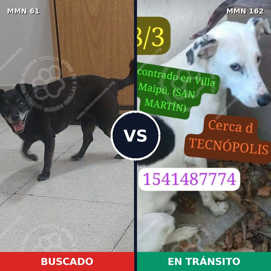 Comparativa MMS 2234: mascota perdida y mascota encontrada, 79% de similitud