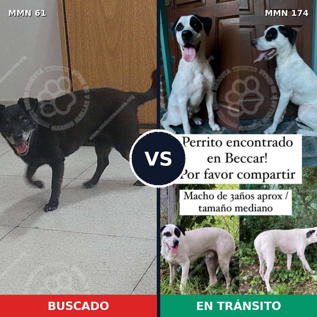 Comparativa MMS 2235: mascota perdida y mascota encontrada, 77% de similitud