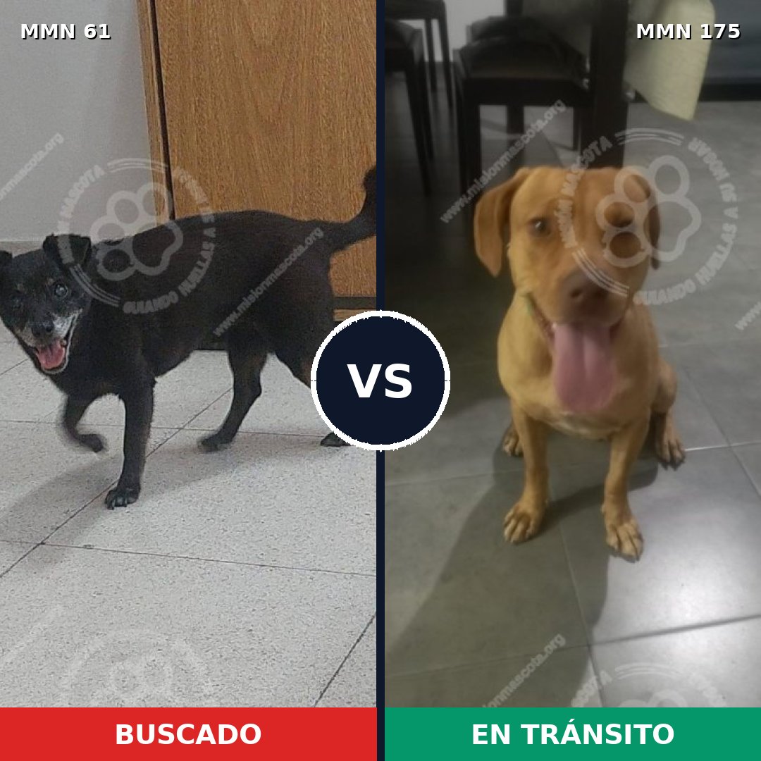 Comparativa MMS 2236: mascota perdida y mascota encontrada, 73% de similitud