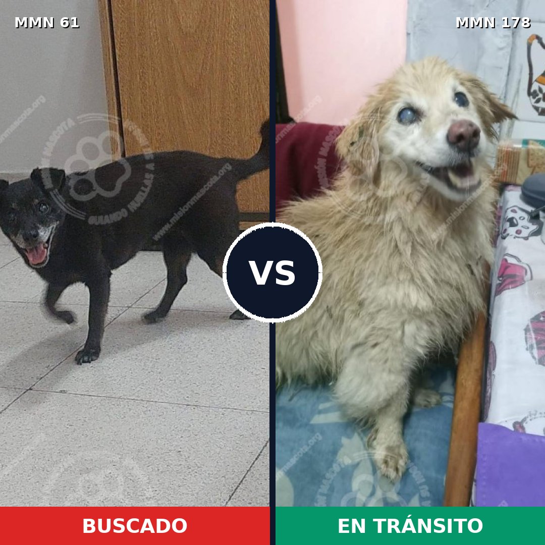 Comparativa MMS 2237: mascota perdida y mascota encontrada, 75% de similitud