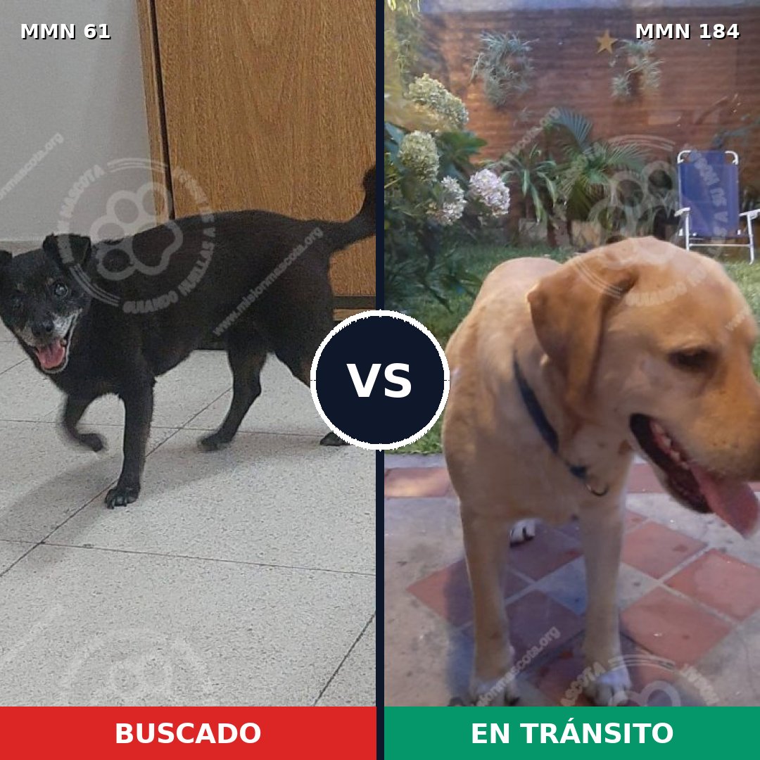 Comparativa MMS 2238: mascota perdida y mascota encontrada, 60% de similitud