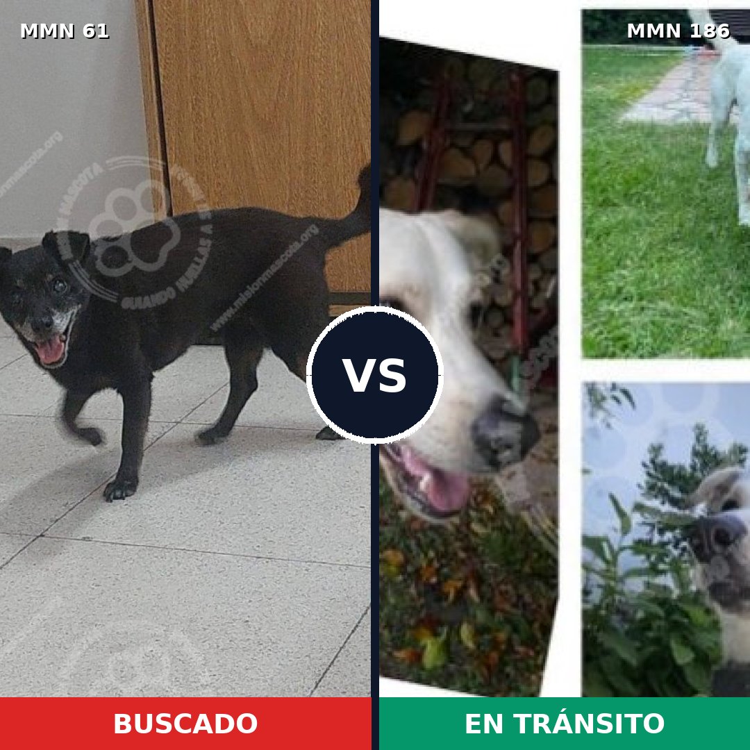 Comparativa MMS 2239: mascota perdida y mascota encontrada, 62% de similitud