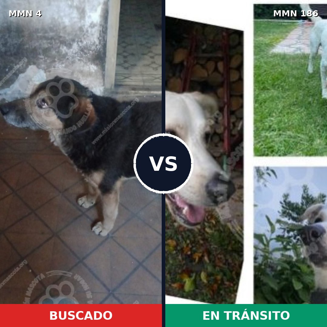 Comparativa MMS 224: mascota perdida y mascota encontrada, 67% de similitud