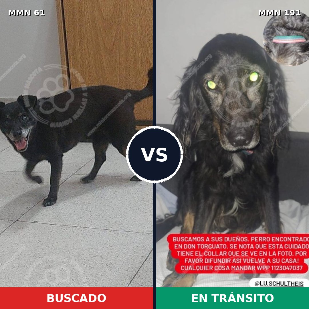 Comparativa MMS 2240: mascota perdida y mascota encontrada, 92% de similitud