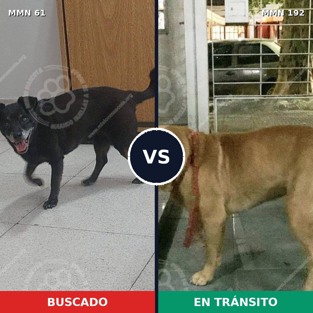 Comparativa MMS 2241: mascota perdida y mascota encontrada, 58% de similitud