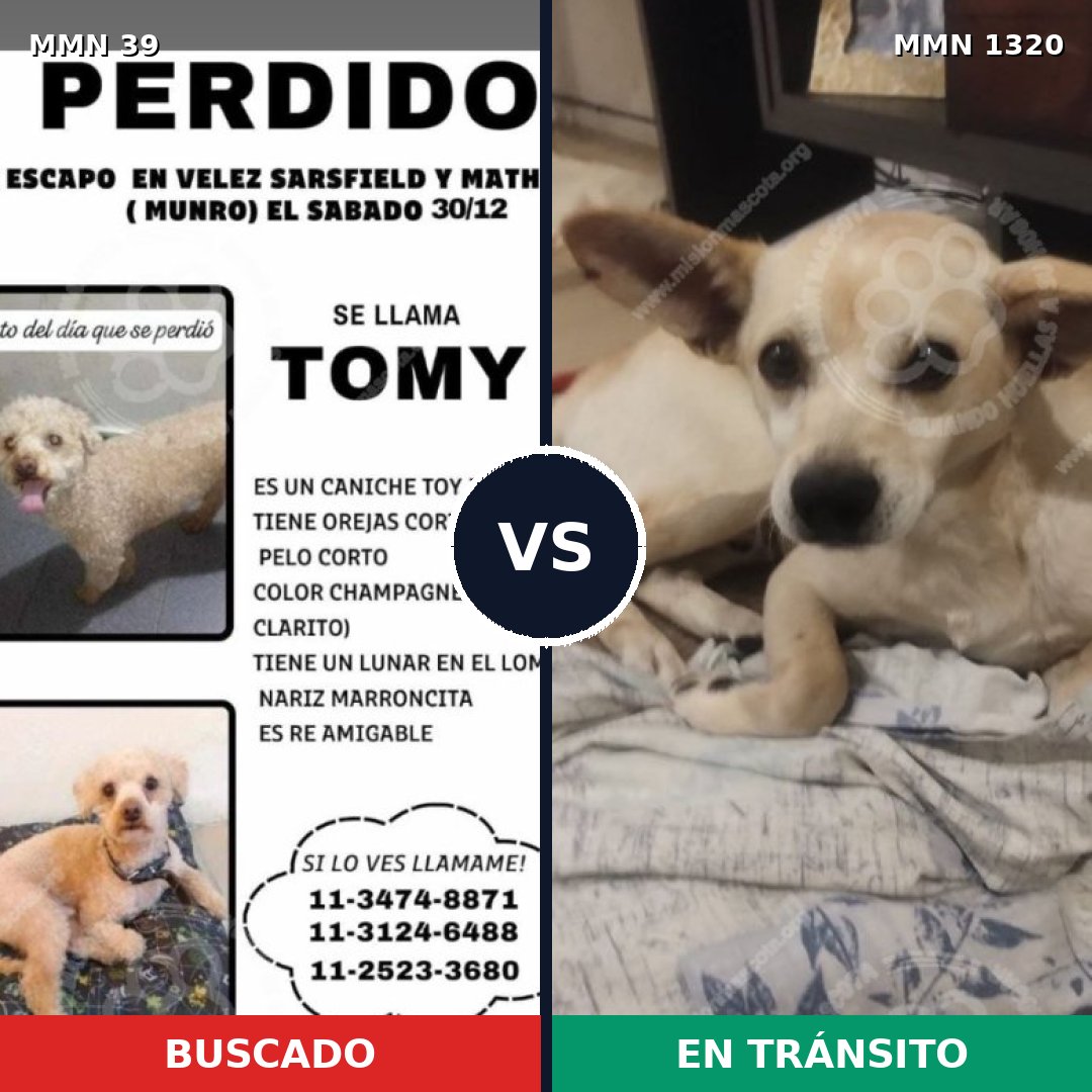 Comparativa MMS 22411: mascota perdida y mascota encontrada, 24% de similitud