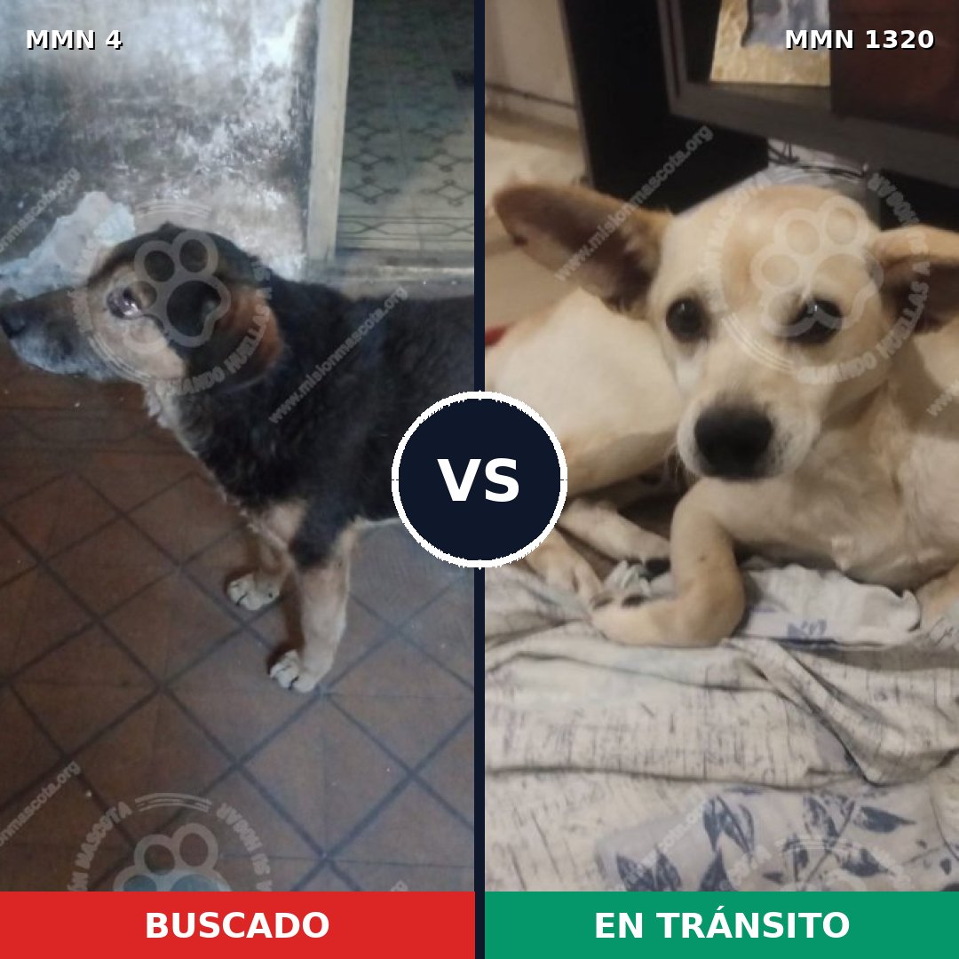 Comparativa MMS 22413: mascota perdida y mascota encontrada, 67% de similitud