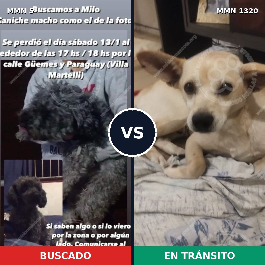 Comparativa MMS 22414: mascota perdida y mascota encontrada, 37% de similitud