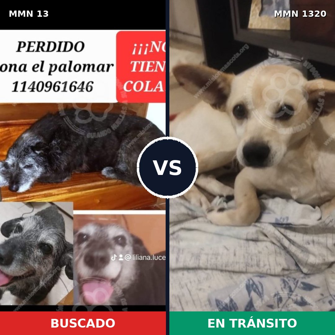 Comparativa MMS 22417: mascota perdida y mascota encontrada, 70% de similitud