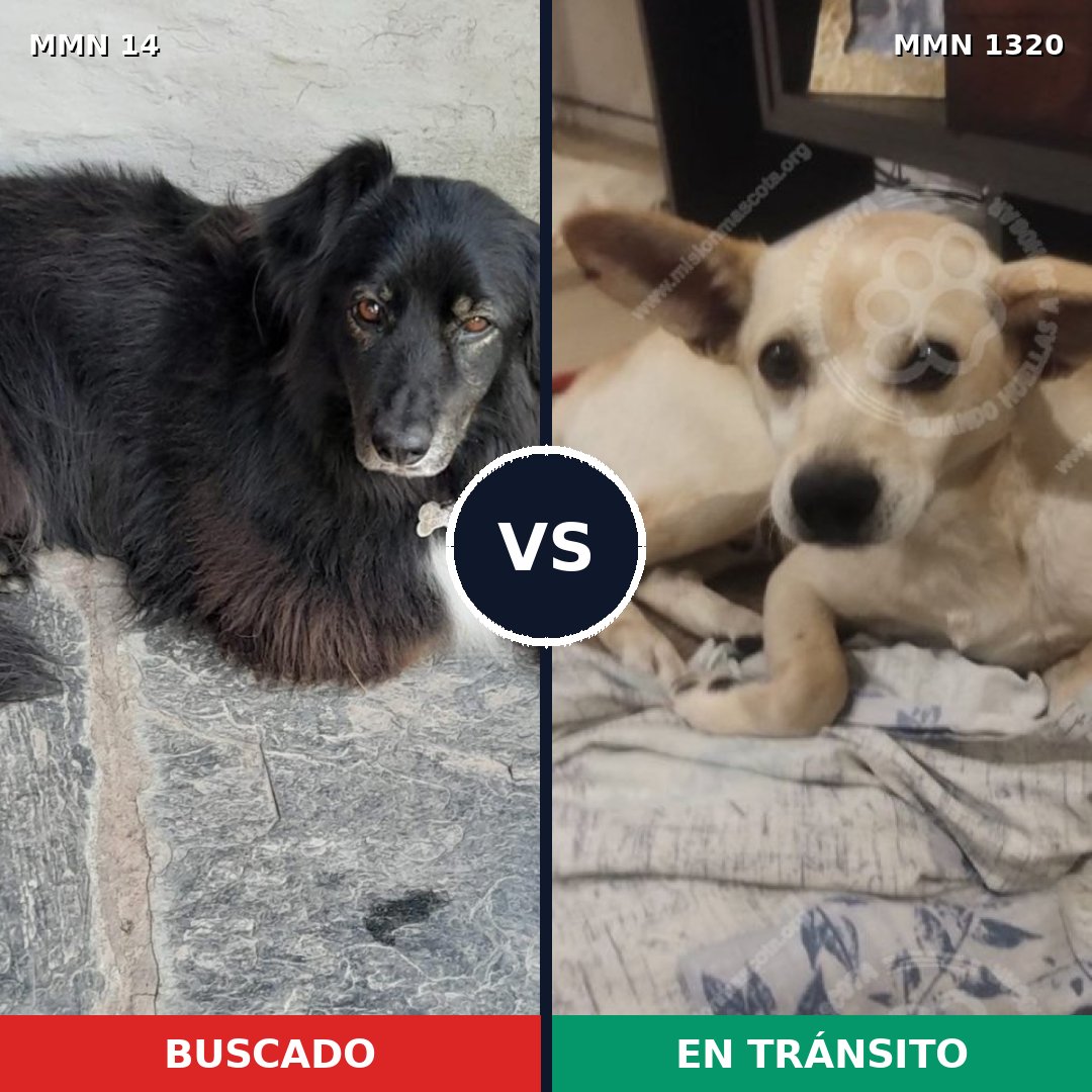 Comparativa MMS 22418: mascota perdida y mascota encontrada, 57% de similitud