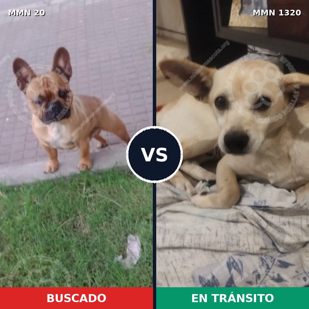 Comparativa MMS 22420: mascota perdida y mascota encontrada, 40% de similitud