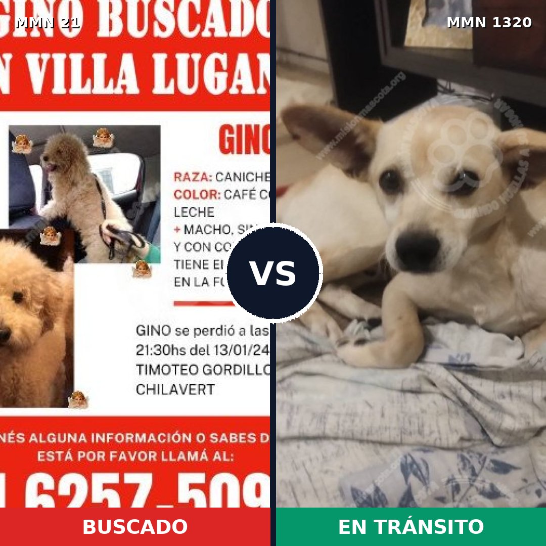 Comparativa MMS 22421: mascota perdida y mascota encontrada, 41% de similitud