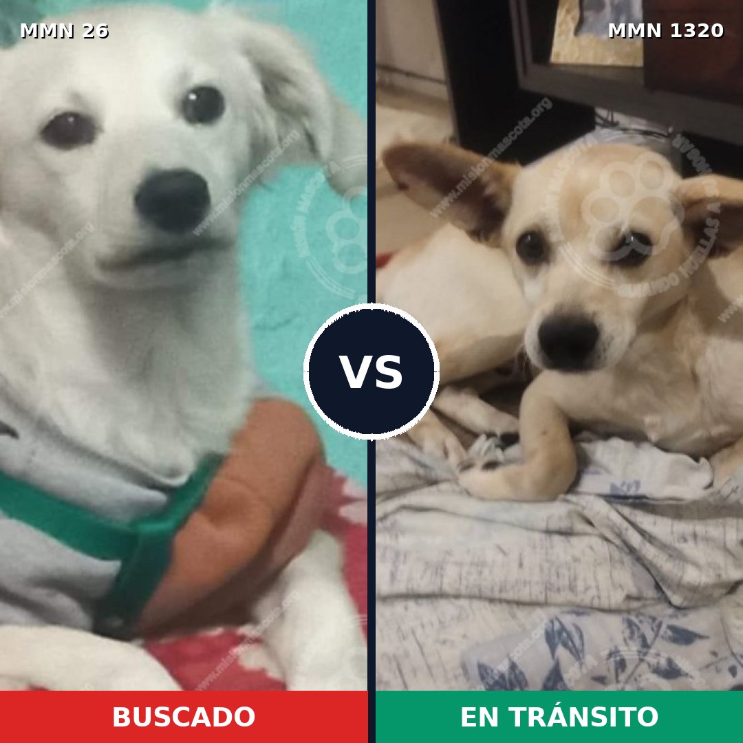 Comparativa MMS 22423: mascota perdida y mascota encontrada, 57% de similitud