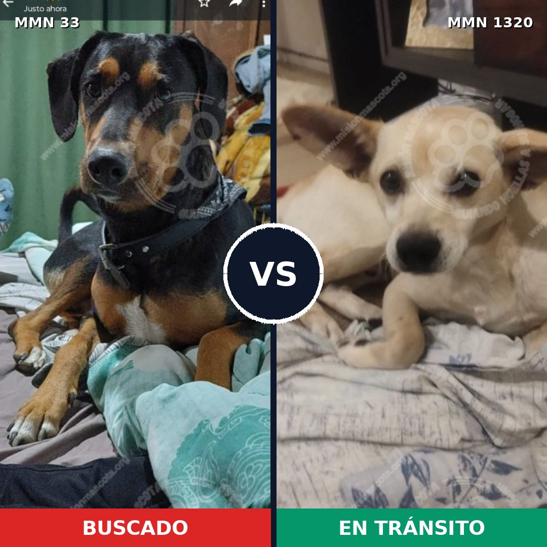 Comparativa MMS 22424: mascota perdida y mascota encontrada, 60% de similitud