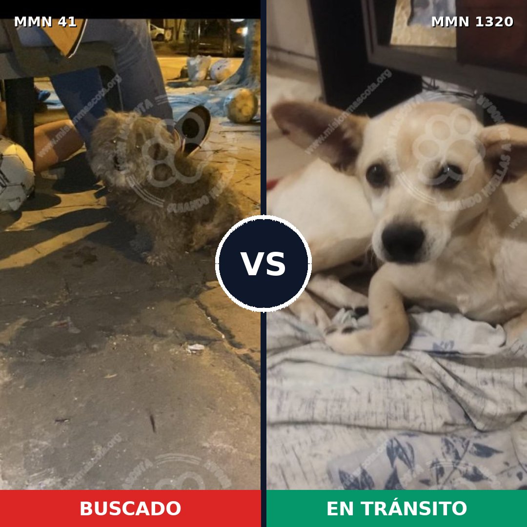 Comparativa MMS 22425: mascota perdida y mascota encontrada, 59% de similitud