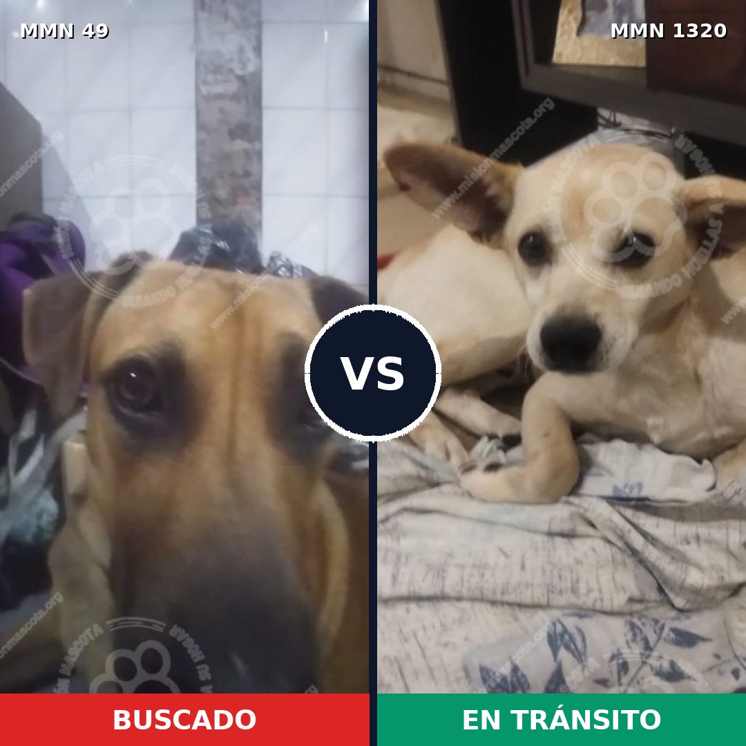 Comparativa MMS 22426: mascota perdida y mascota encontrada, 56% de similitud