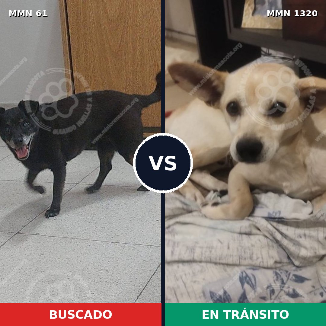 Comparativa MMS 22428: mascota perdida y mascota encontrada, 64% de similitud
