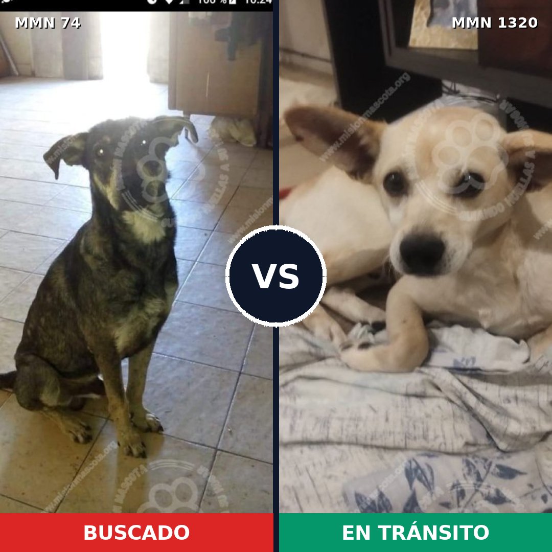 Comparativa MMS 22429: mascota perdida y mascota encontrada, 55% de similitud