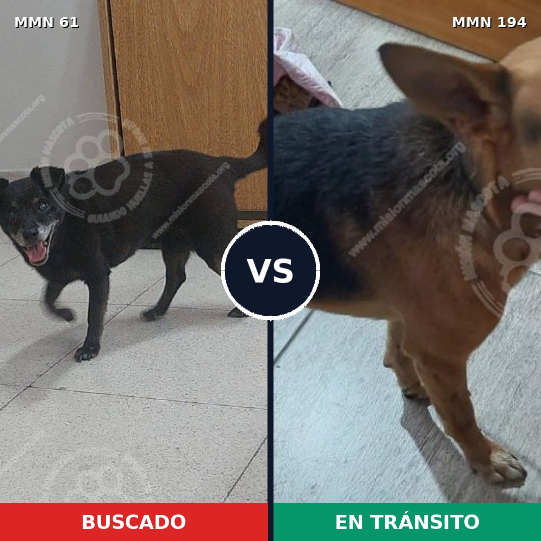 Comparativa MMS 2243: mascota perdida y mascota encontrada, 77% de similitud