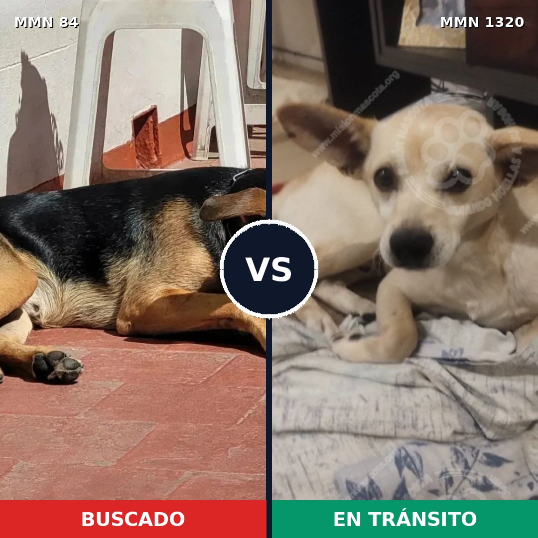 Comparativa MMS 22430: mascota perdida y mascota encontrada, 59% de similitud