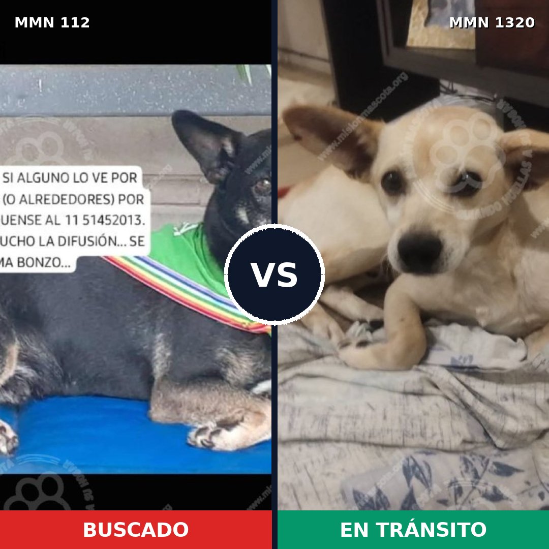 Comparativa MMS 22431: mascota perdida y mascota encontrada, 71% de similitud