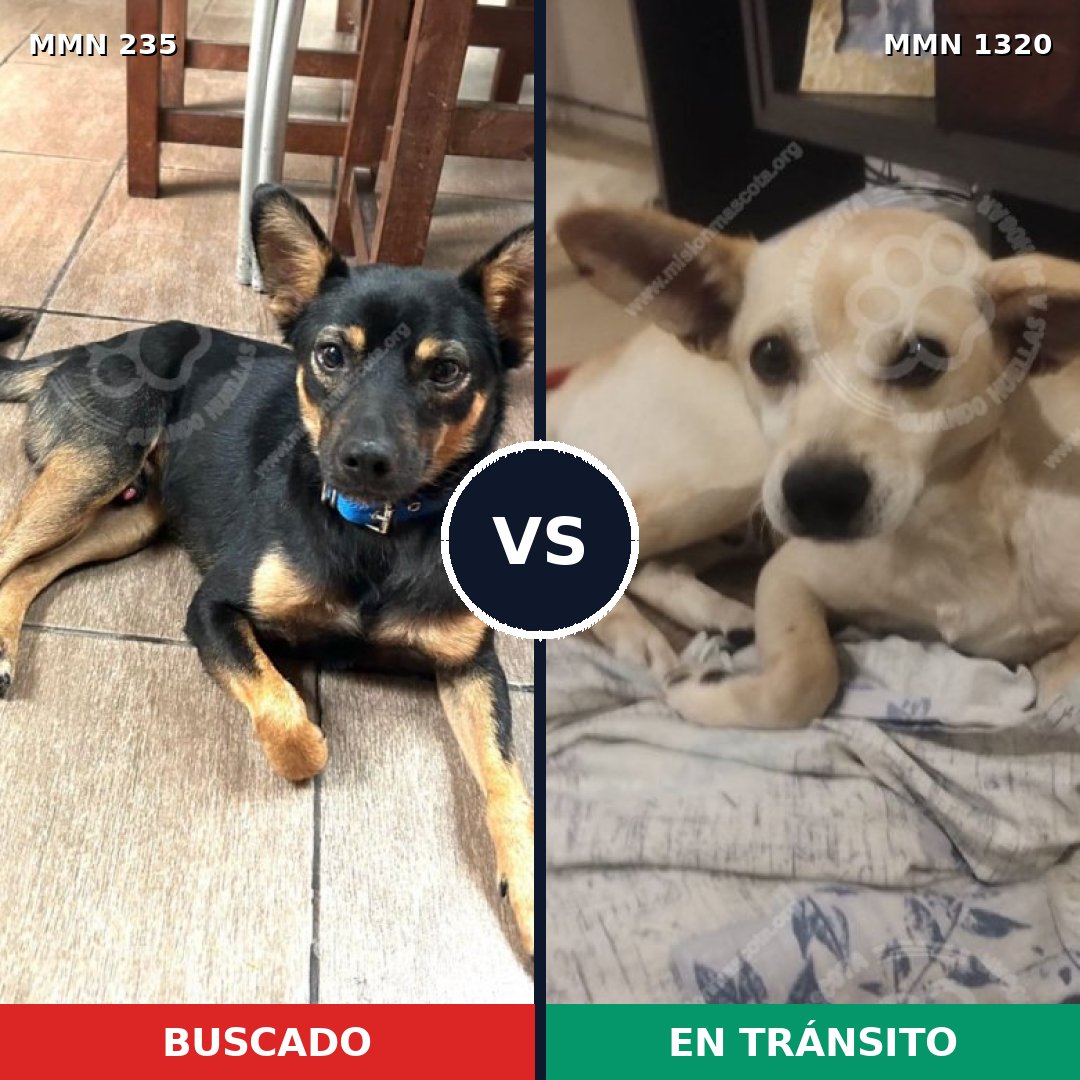 Comparativa MMS 22434: mascota perdida y mascota encontrada, 57% de similitud