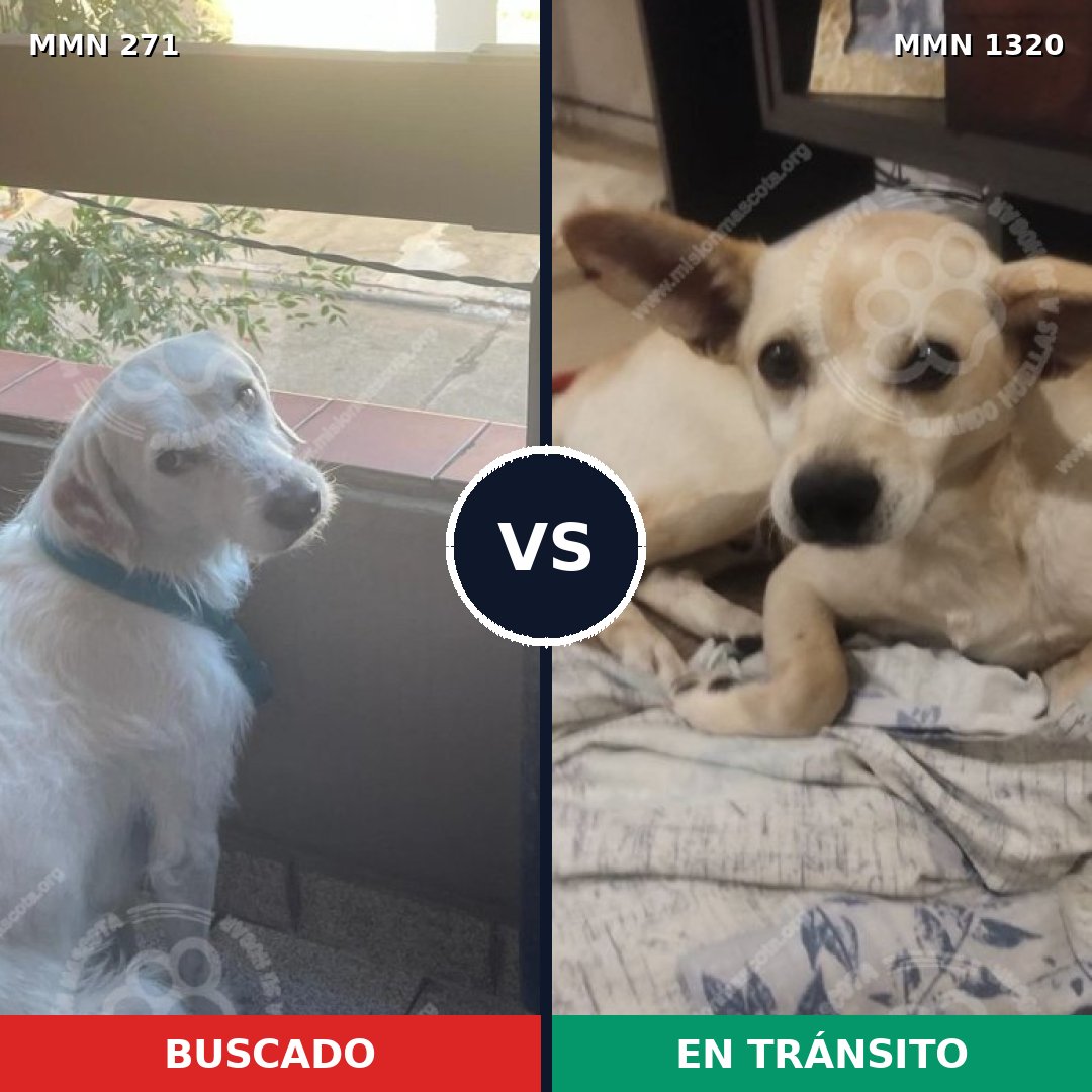 Comparativa MMS 22435: mascota perdida y mascota encontrada, 71% de similitud