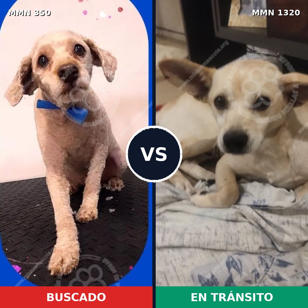 Comparativa MMS 22437: mascota perdida y mascota encontrada, 51% de similitud