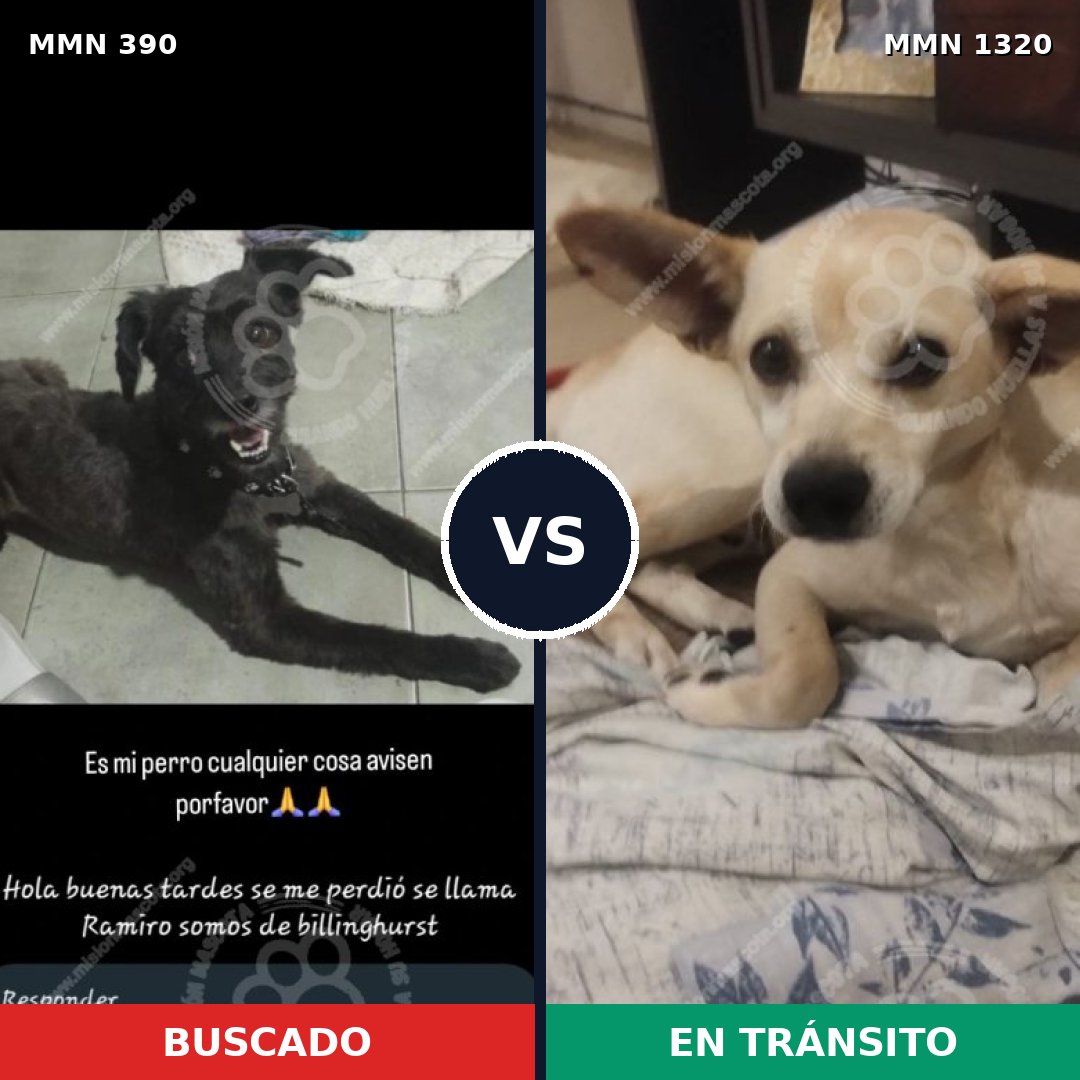 Comparativa MMS 22439: mascota perdida y mascota encontrada, 49% de similitud