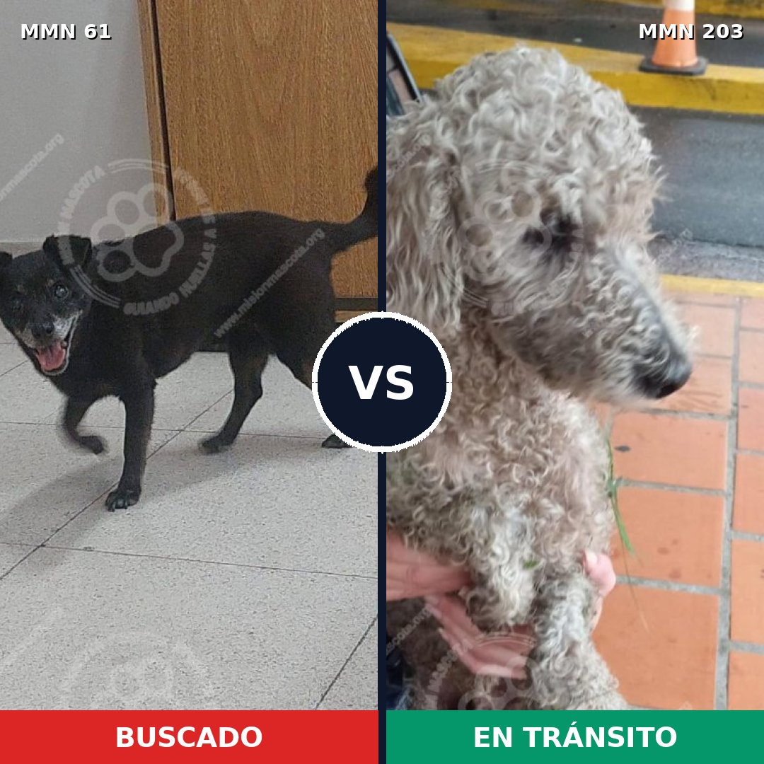 Comparativa MMS 2244: mascota perdida y mascota encontrada, 28% de similitud
