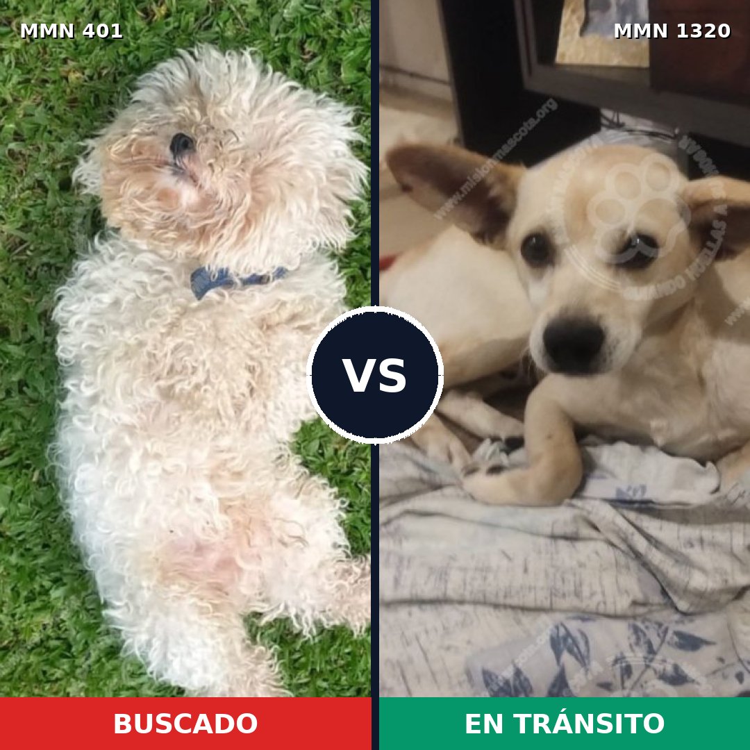 Comparativa MMS 22440: mascota perdida y mascota encontrada, 24% de similitud