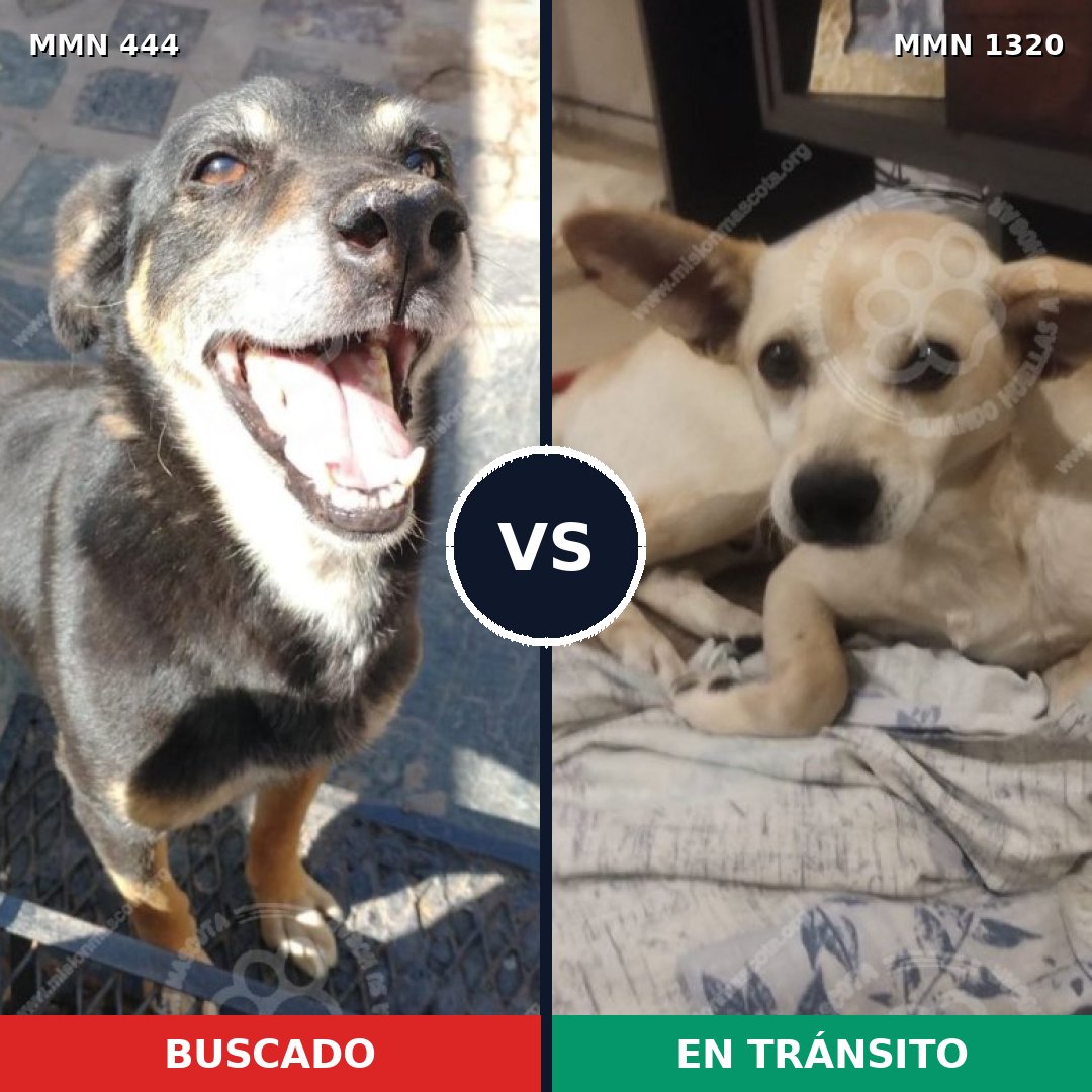 Comparativa MMS 22444: mascota perdida y mascota encontrada, 68% de similitud